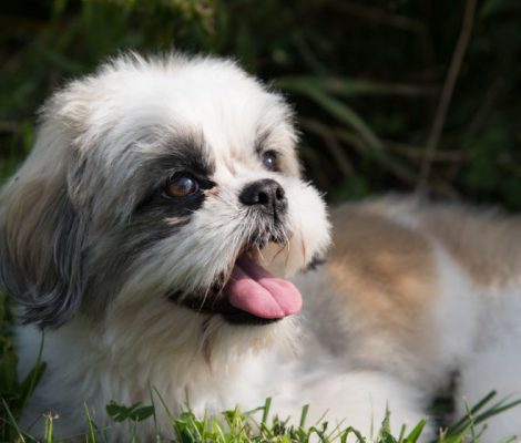 Shihtzu-puppies-content10