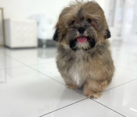 Shihtzu-puppies-content4