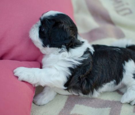 shihtzu-puppy-desingContent3